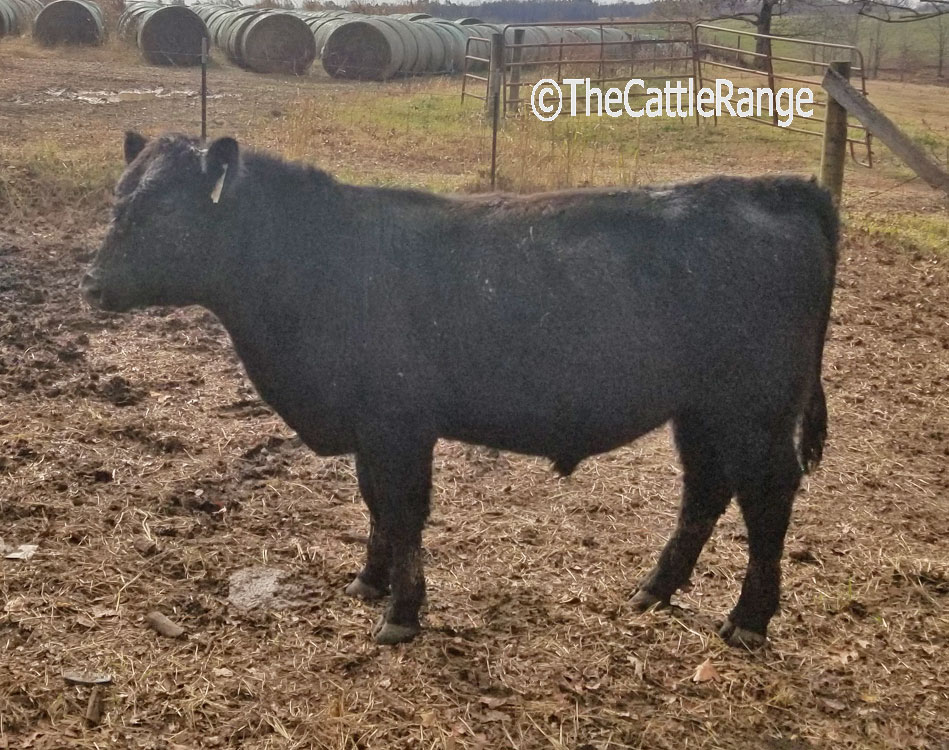 Cattle Range Listing Image