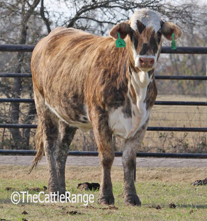 Cattle Range Listing Image