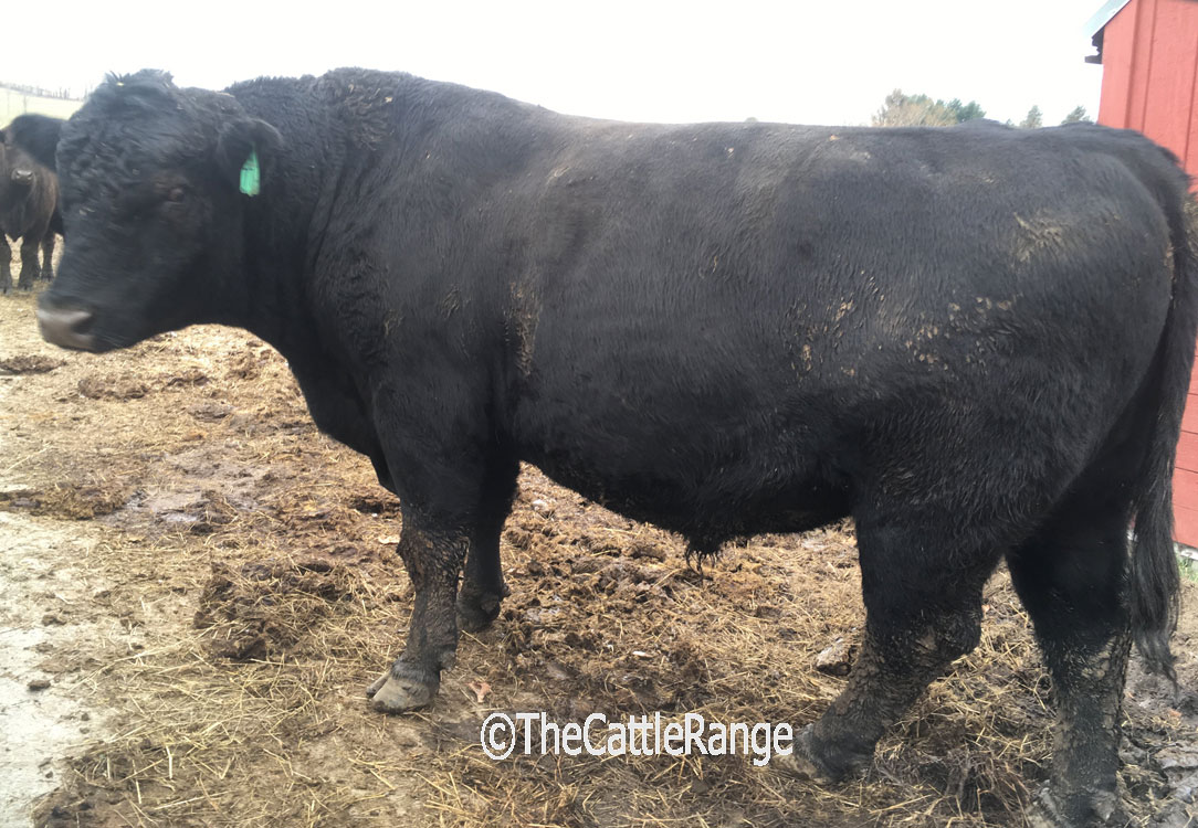 Cattle Range Listing Image