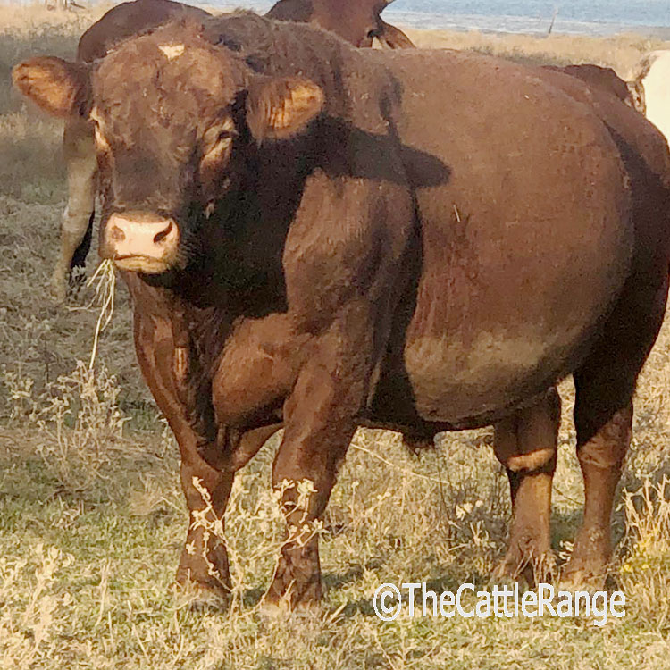 Cattle Range Listing Image