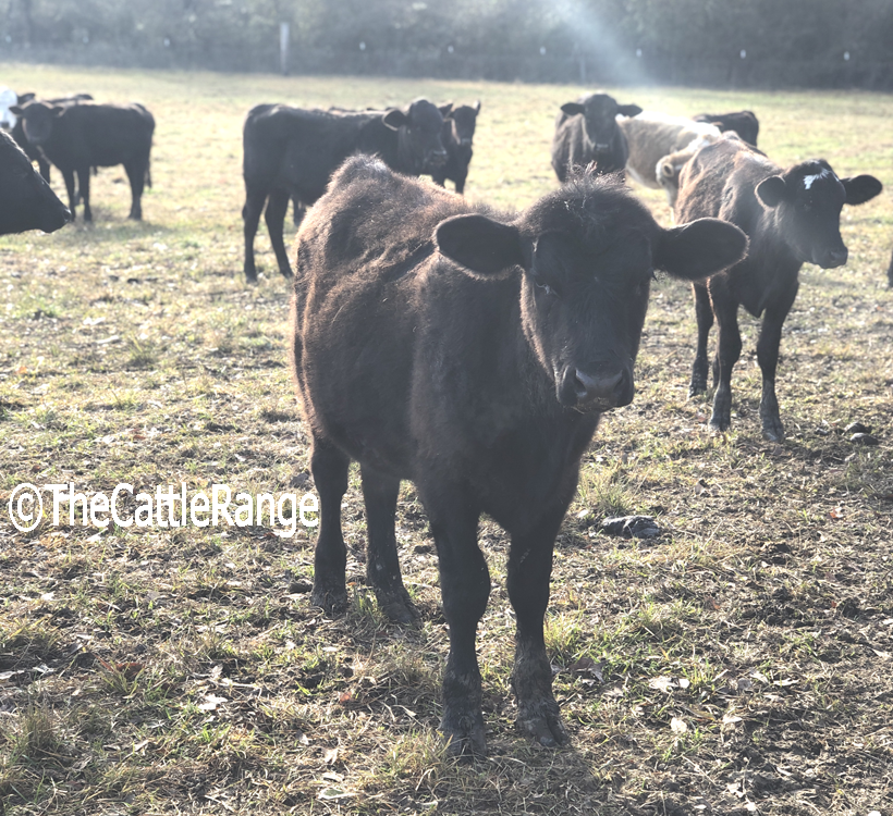 Cattle Range Listing Image
