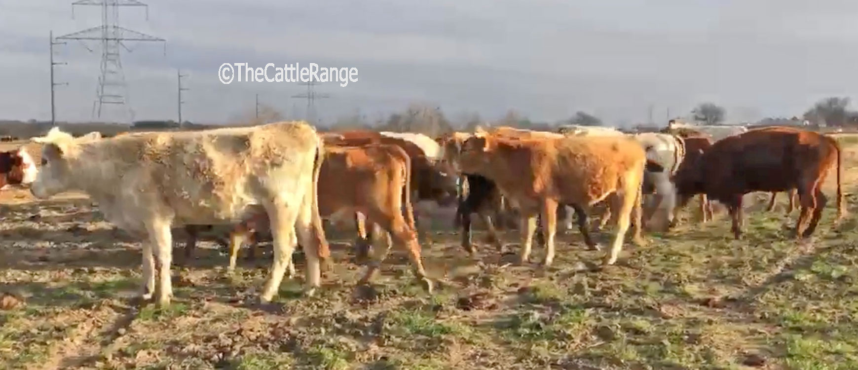 Tractor Supply Temple Tx Tractor