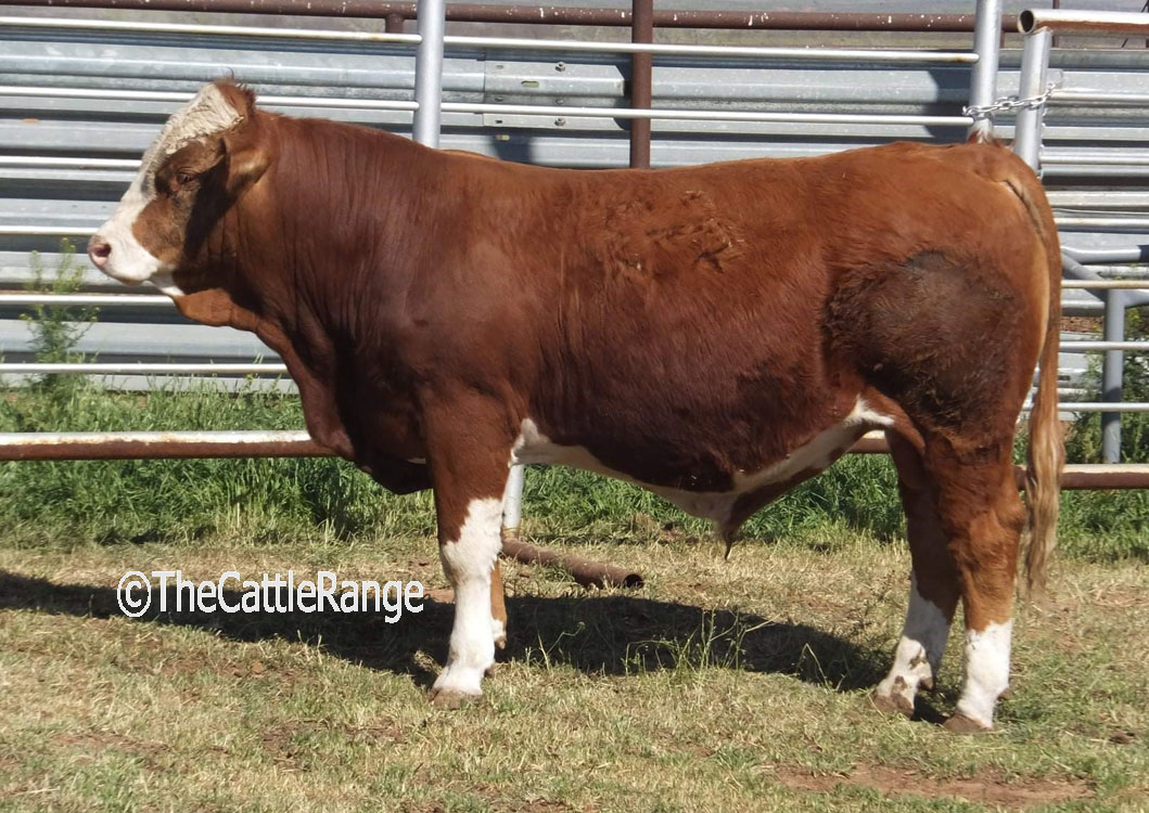 Cattle Range Listing Image