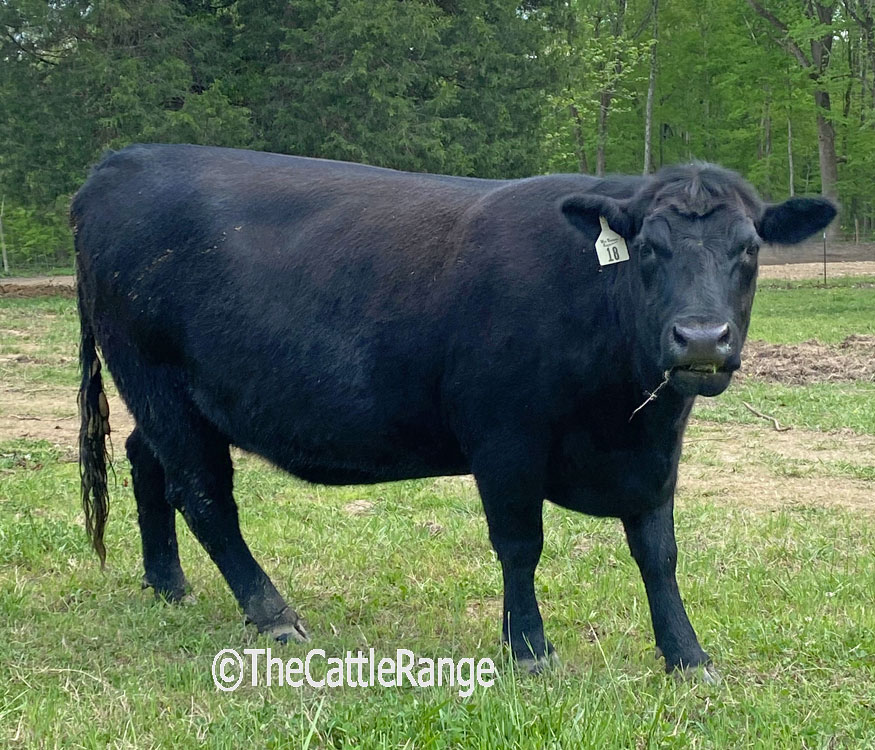 Cattle Range Listing Image