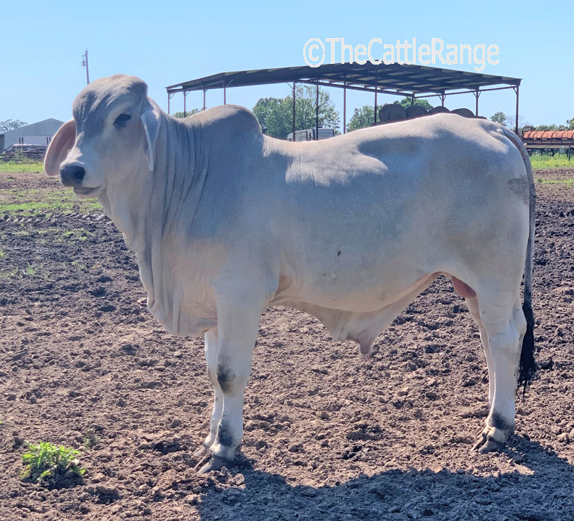 Cattle Range Listing Image