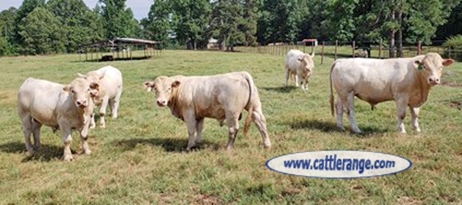 Cattle Range Listing Image