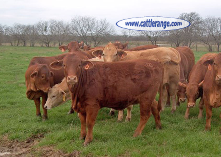 Cattle Range Listing Image