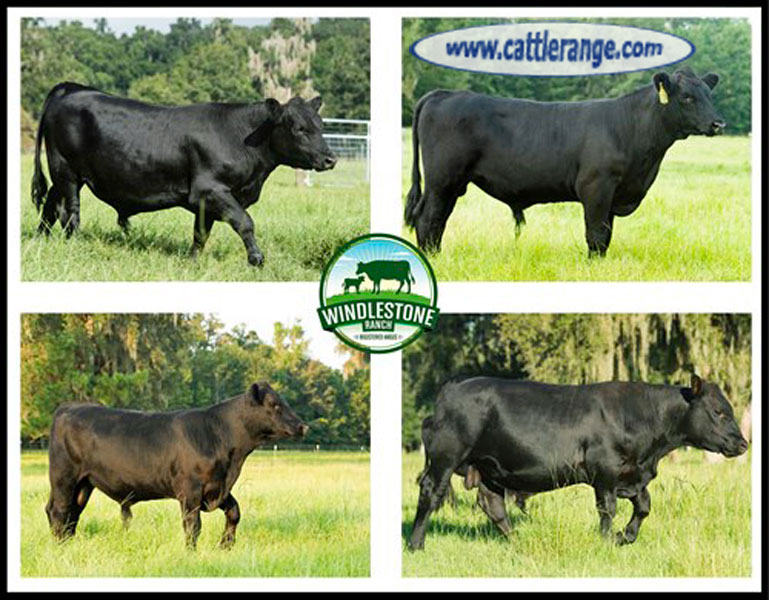 Cattle Range Listing Image