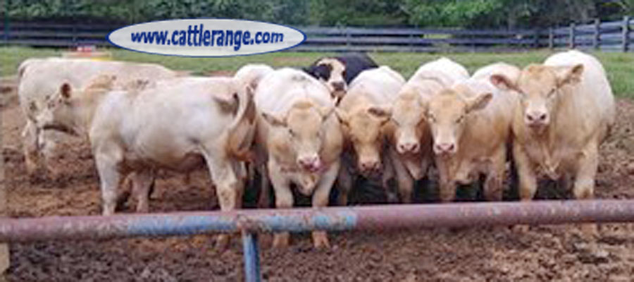 Cattle Range Listing Image