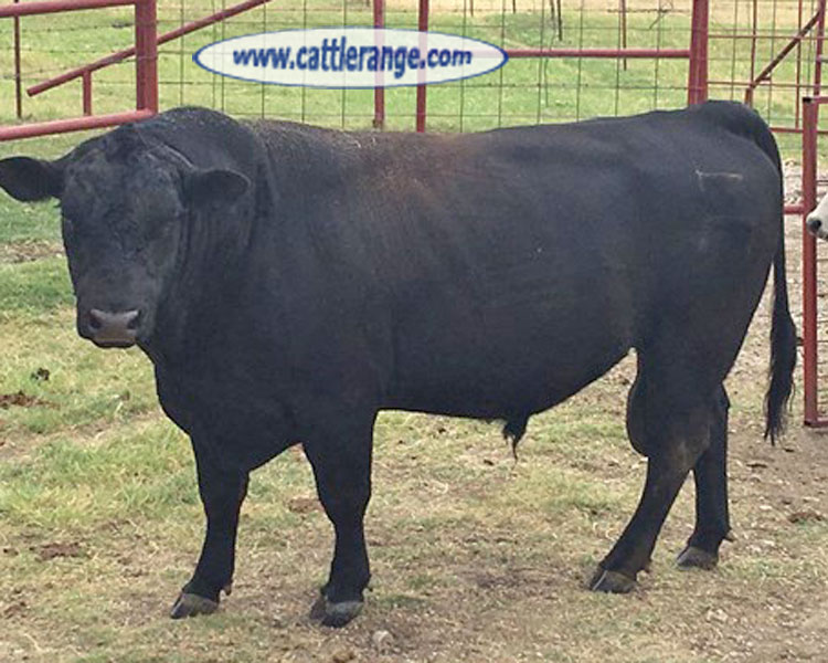Cattle Range Listing Image