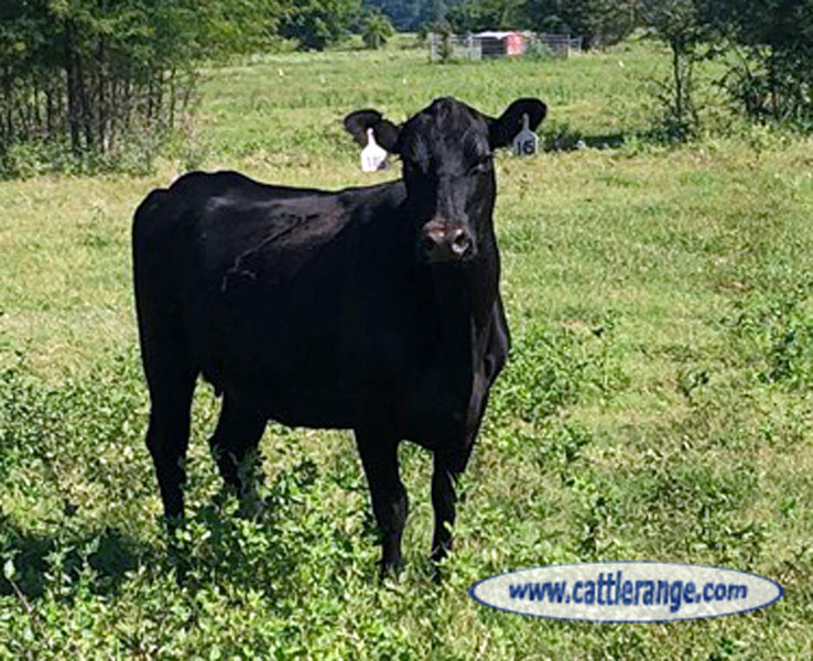 Cattle Range Listing Image