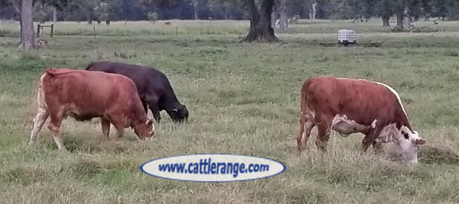 Cattle Range Listing Image