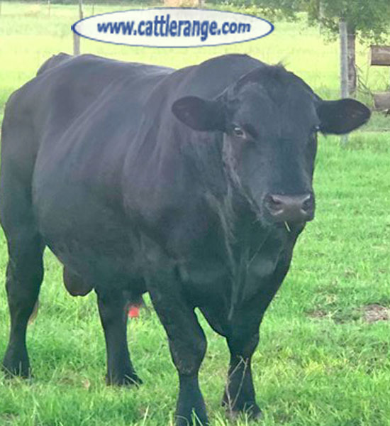 Cattle Range Listing Image
