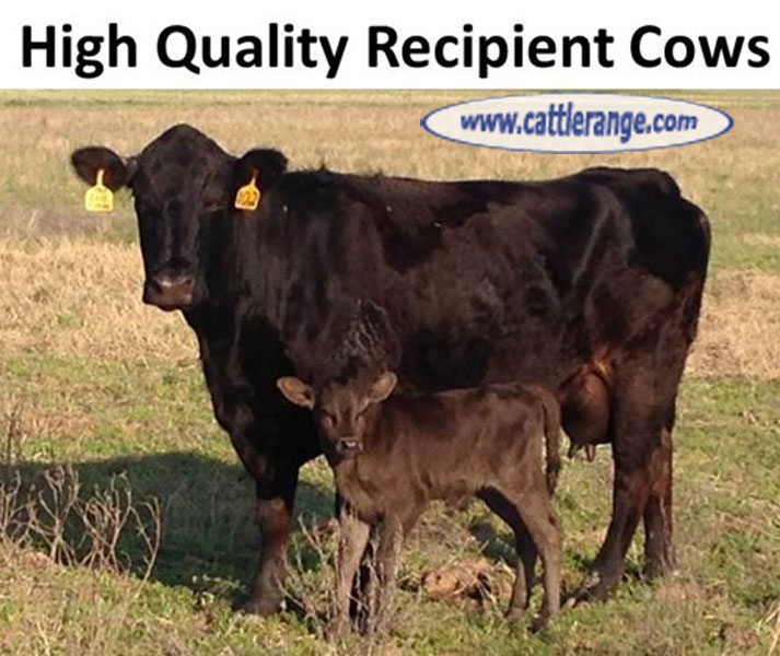 Cattle Range Listing Image