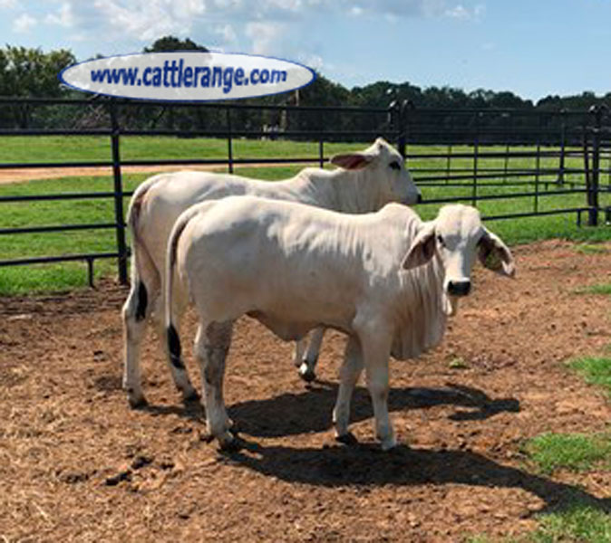 Cattle Range Listing Image