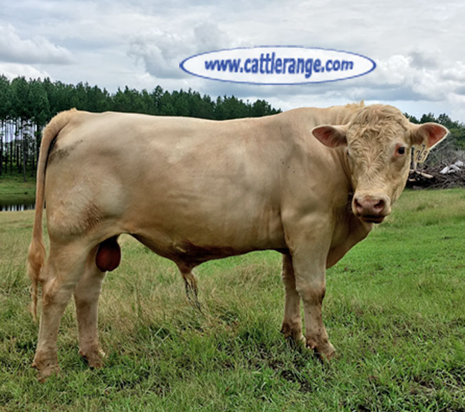 Cattle Range Listing Image