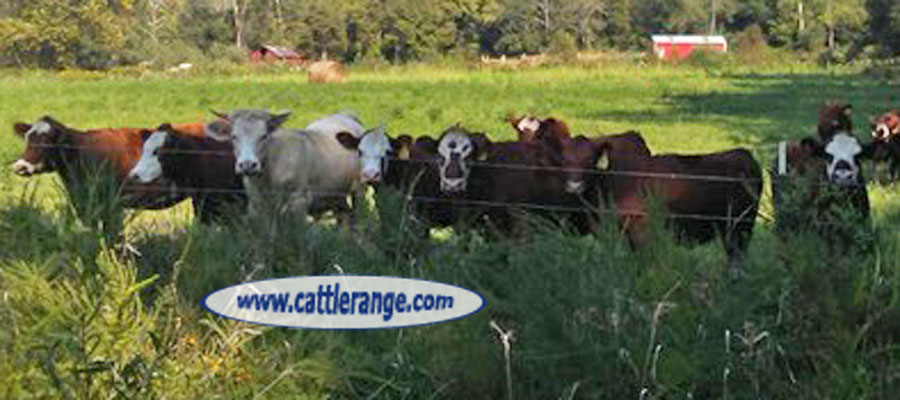 Cattle Range Listing Image