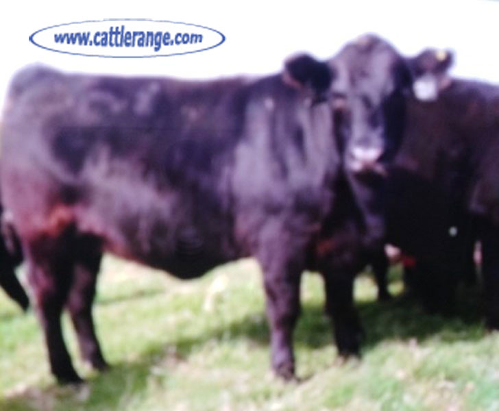 Cattle Range Listing Image