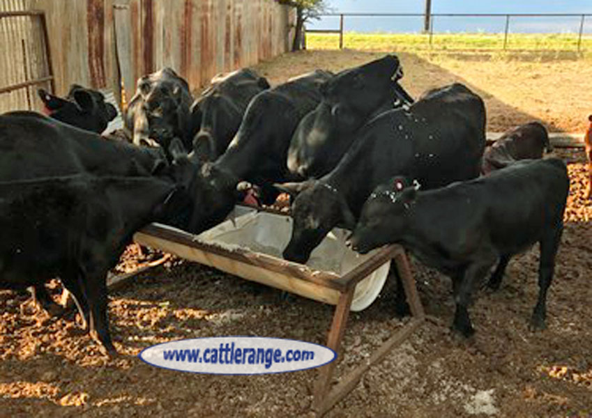 Cattle Range Listing Image