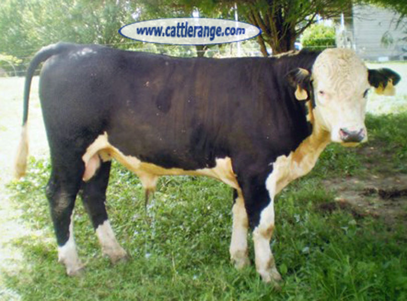Cattle Range Listing Image