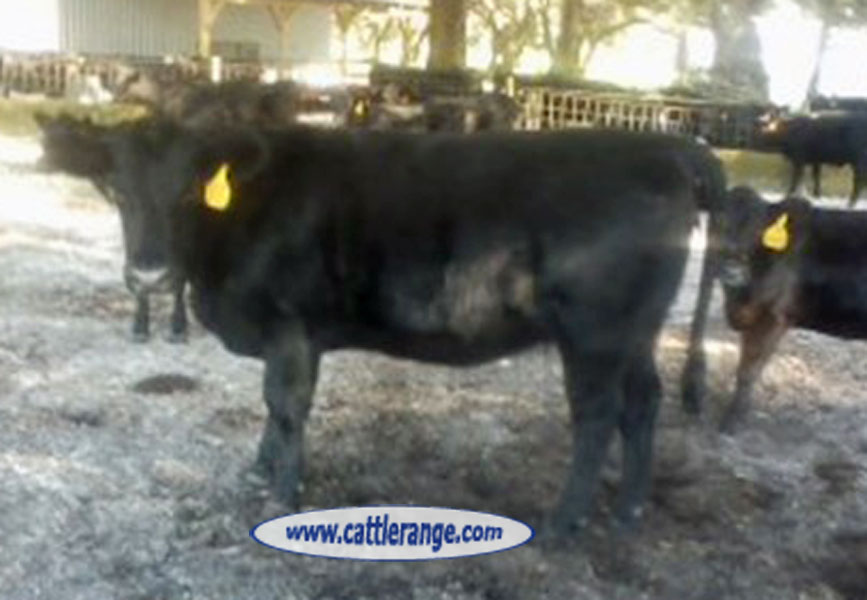 Cattle Range Listing Image