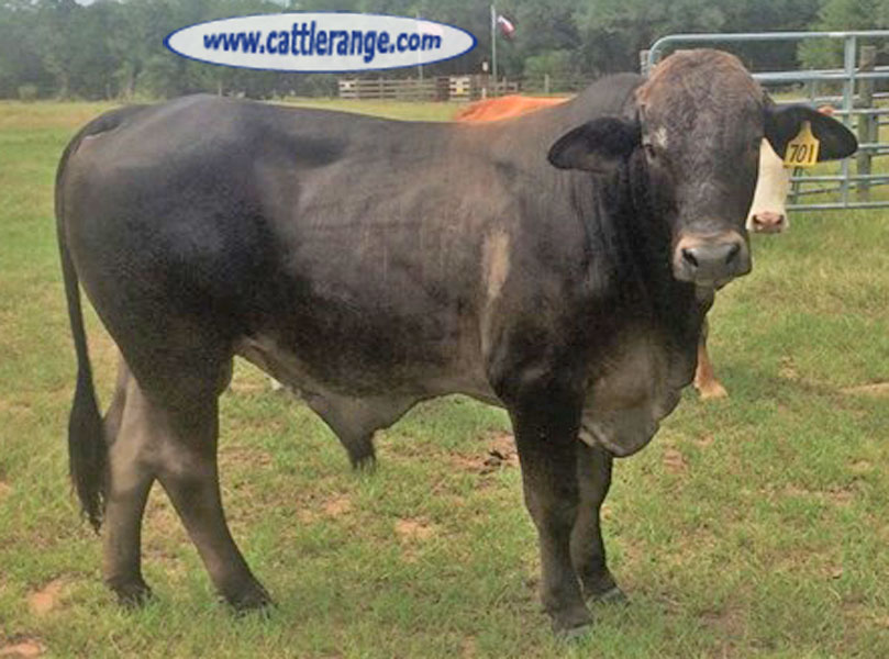 Cattle Range Listing Image