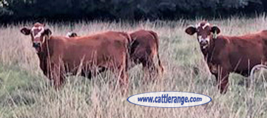 Cattle Range Listing Image