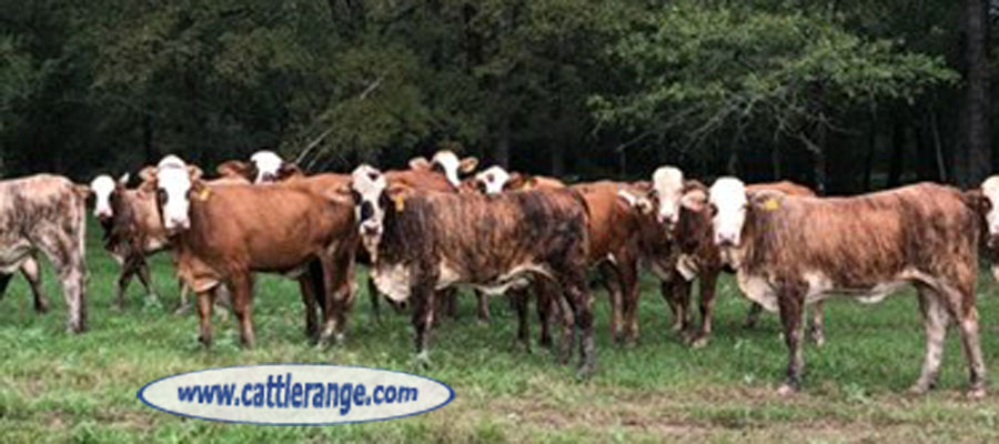 Cattle Range Listing Image