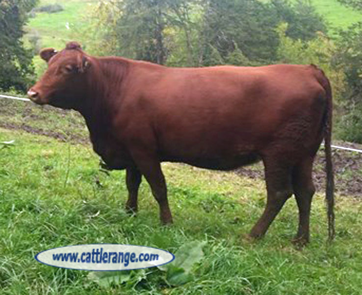 Cattle Range Listing Image