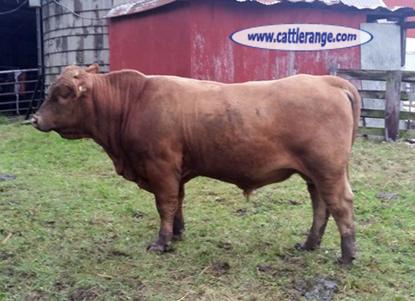 Cattle Range Listing Image