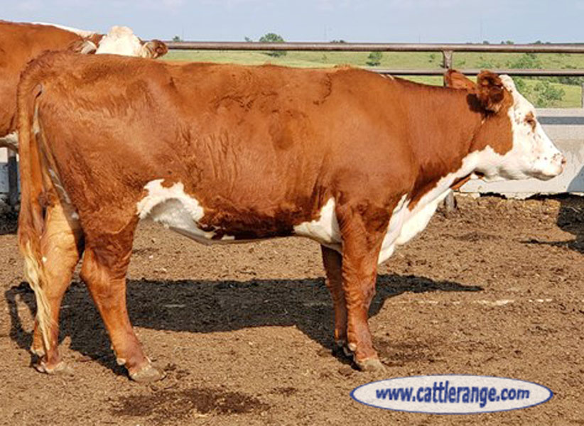Cattle Range Listing Image