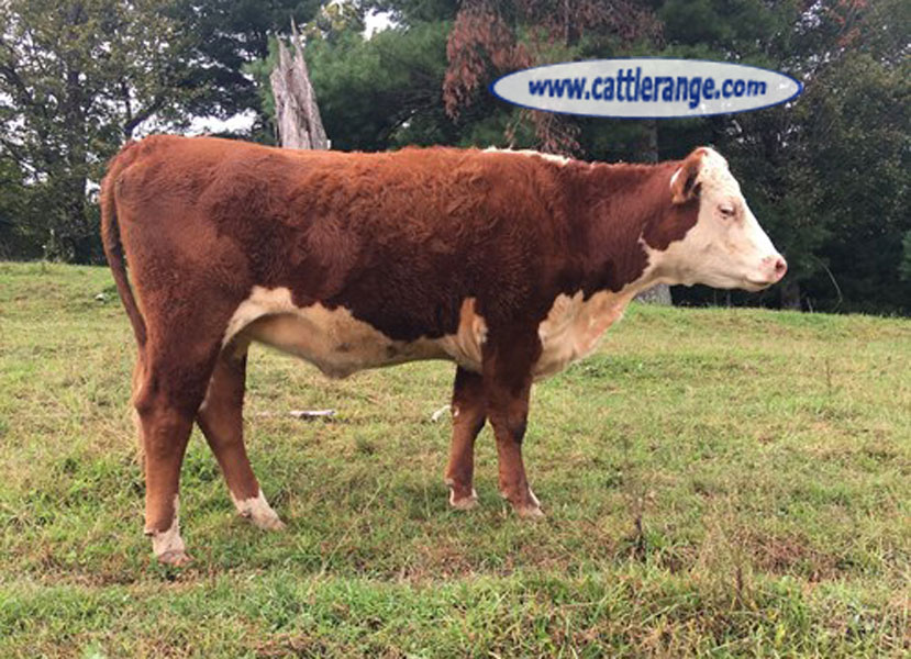 Cattle Range Listing Image