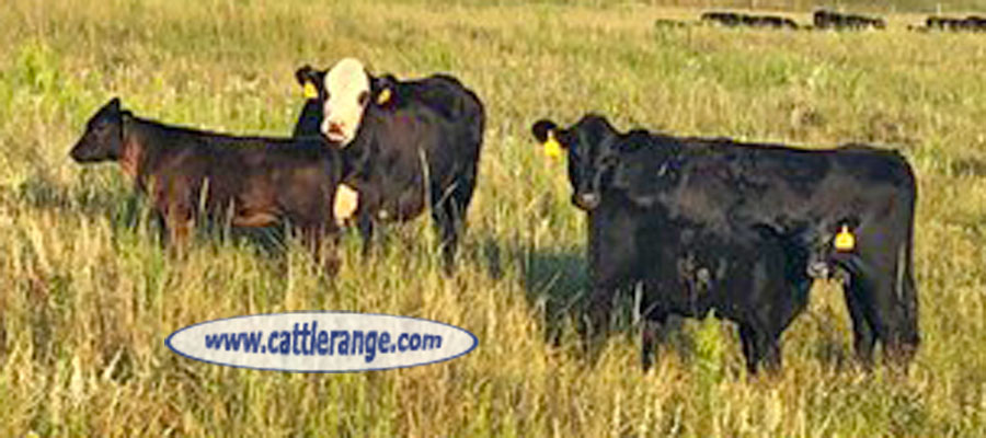 Cattle Range Listing Image