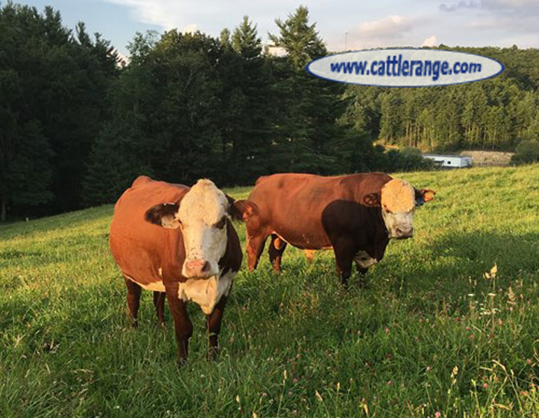 Cattle Range Listing Image