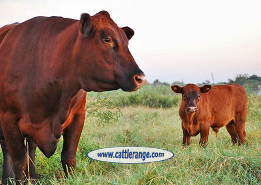 Cattle Range Listing Image