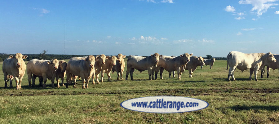 Cattle Range Listing Image