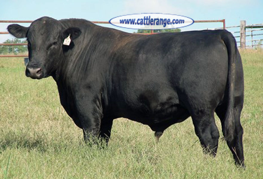 Cattle Range Listing Image