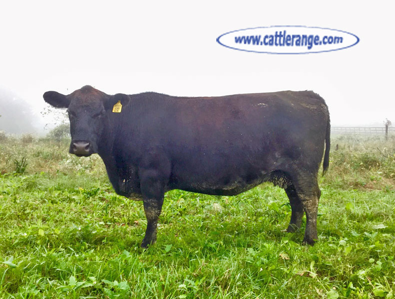 Cattle Range Listing Image