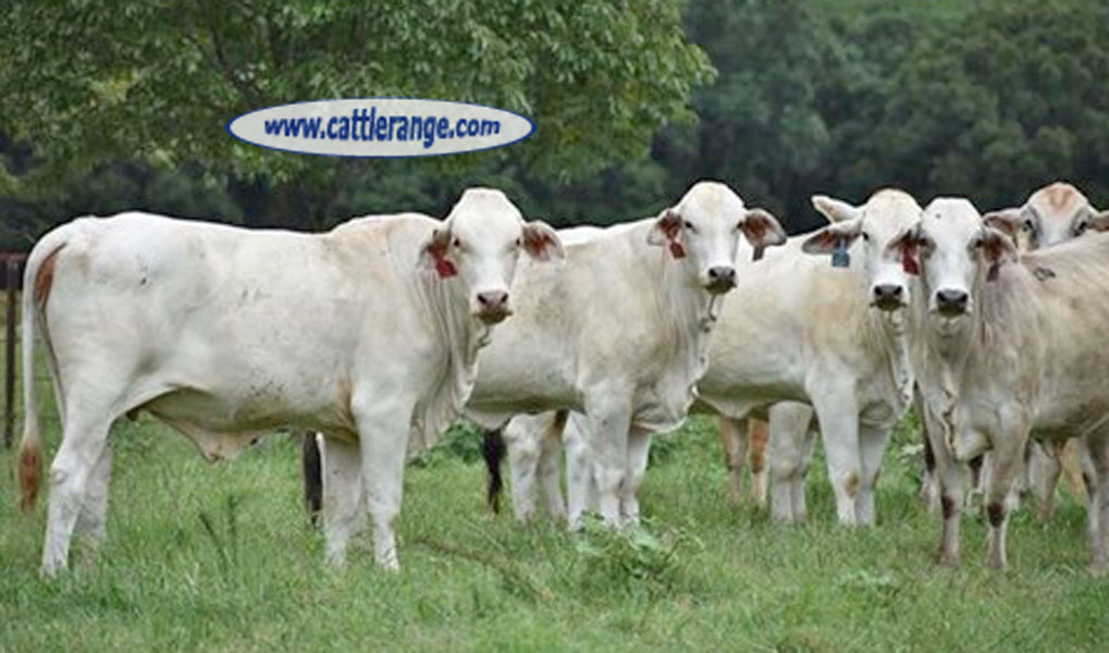 Cattle Range Listing Image