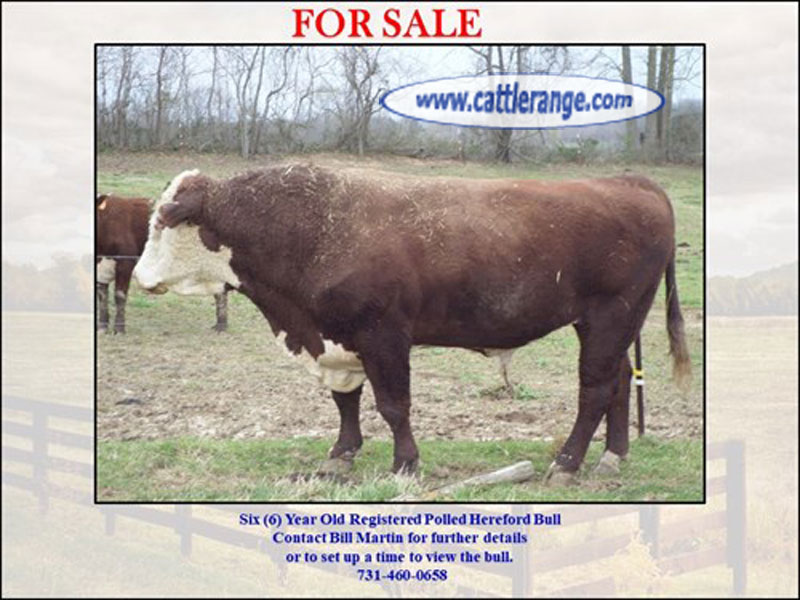 Cattle Range Listing Image