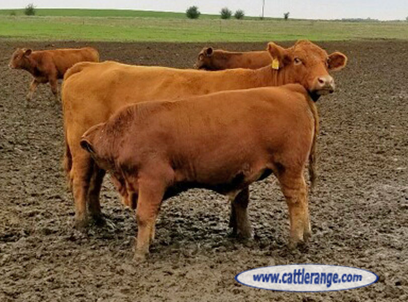 Cattle Range Listing Image