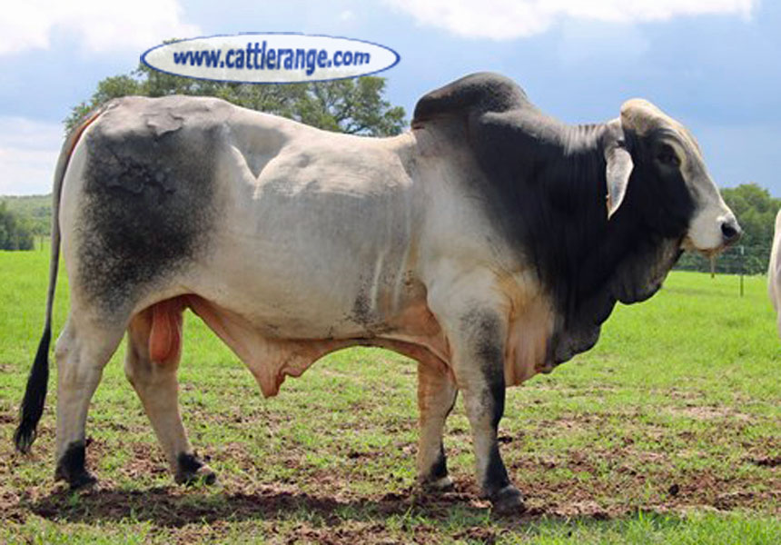 Cattle Range Listing Image
