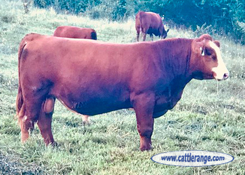 Cattle Range Listing Image