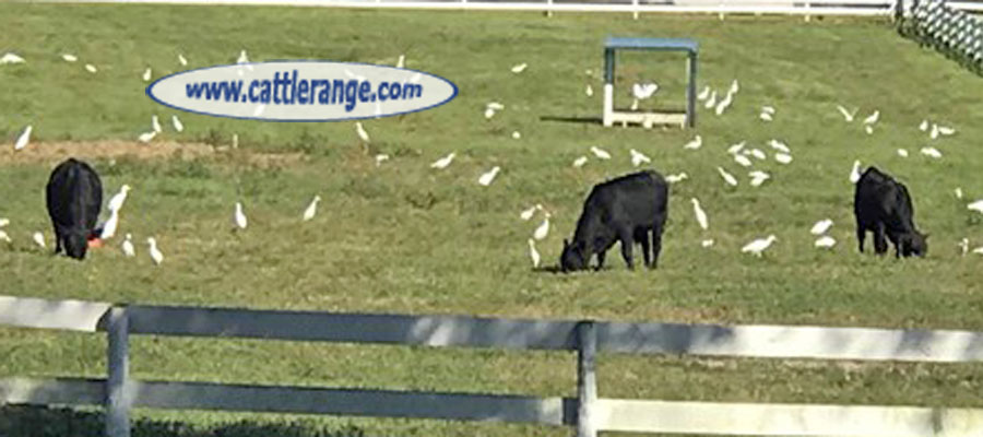 Cattle Range Listing Image