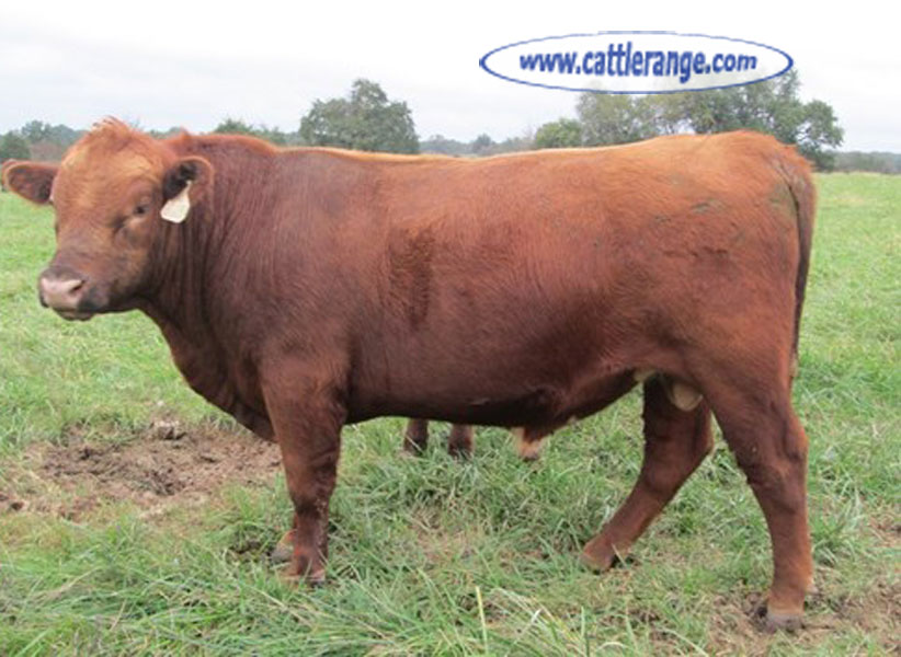 Cattle Range Listing Image