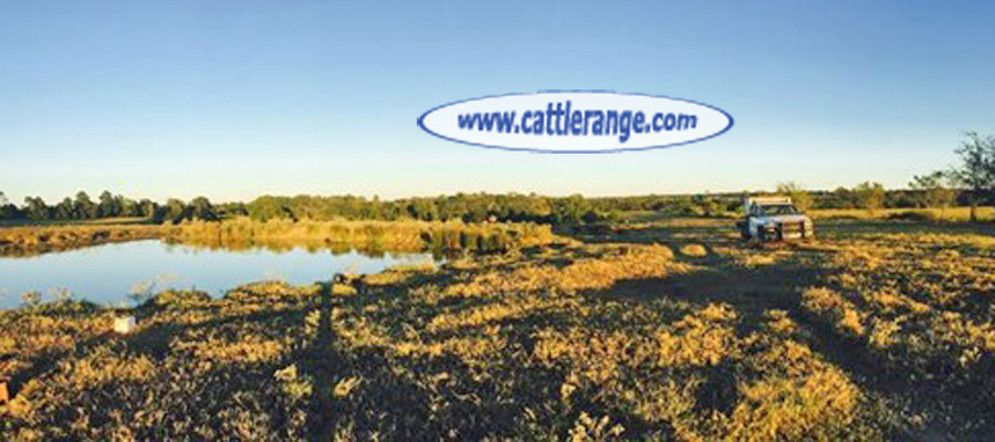 Cattle Range Classified Image