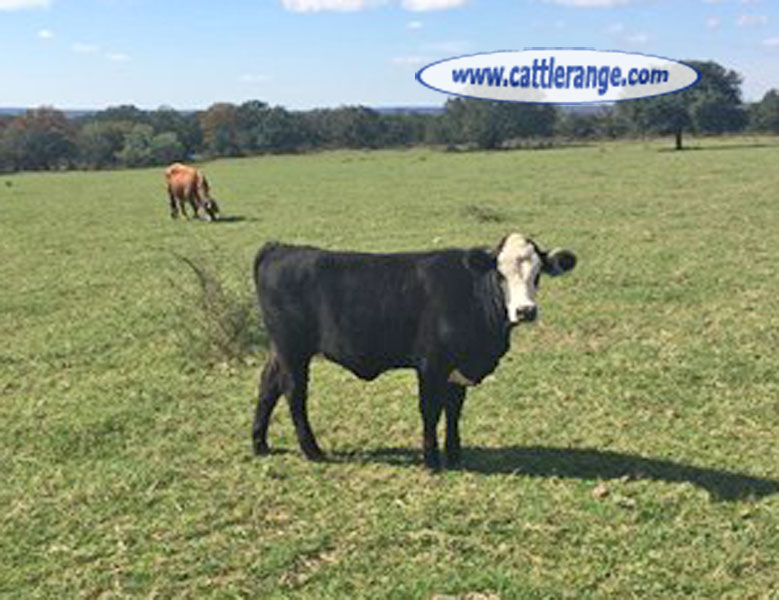 Cattle Range Listing Image