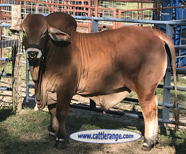 Cattle Range Listing Image