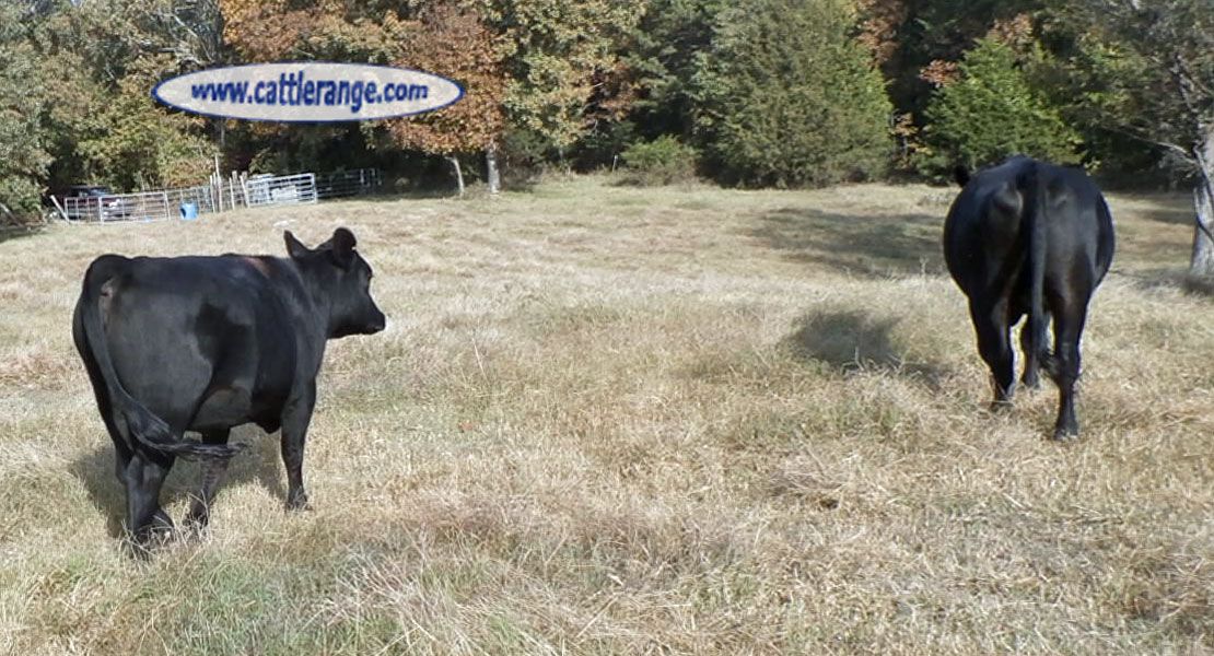 Cattle Range Listing Image