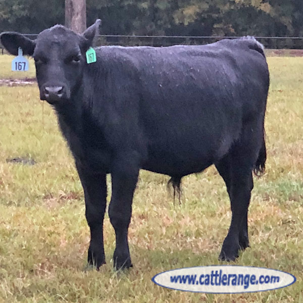 Cattle Range Listing Image